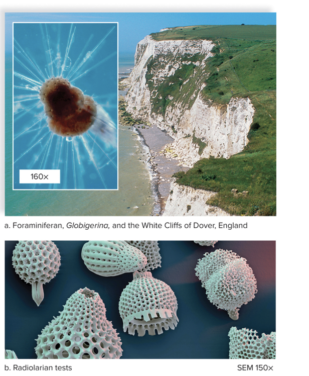 <p>they have fine, threadlike pseudopods and a skeleton called a <em>test</em> made of calcium carbonate</p><ul><li><p><span>Fossilized shells can be used to date sedimentary rock</span></p></li><li><p><span>Their presence is used as an indicator of oil deposits on land or sea</span></p></li></ul><p></p>