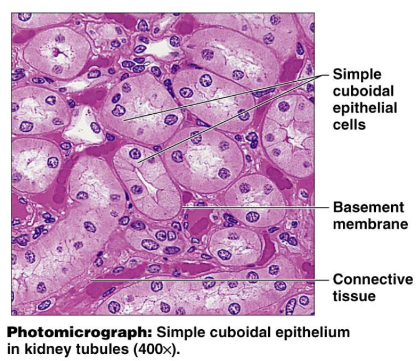 <p>Kidney tubules, ducts and secretory portions of small glands, and ovary surface</p>