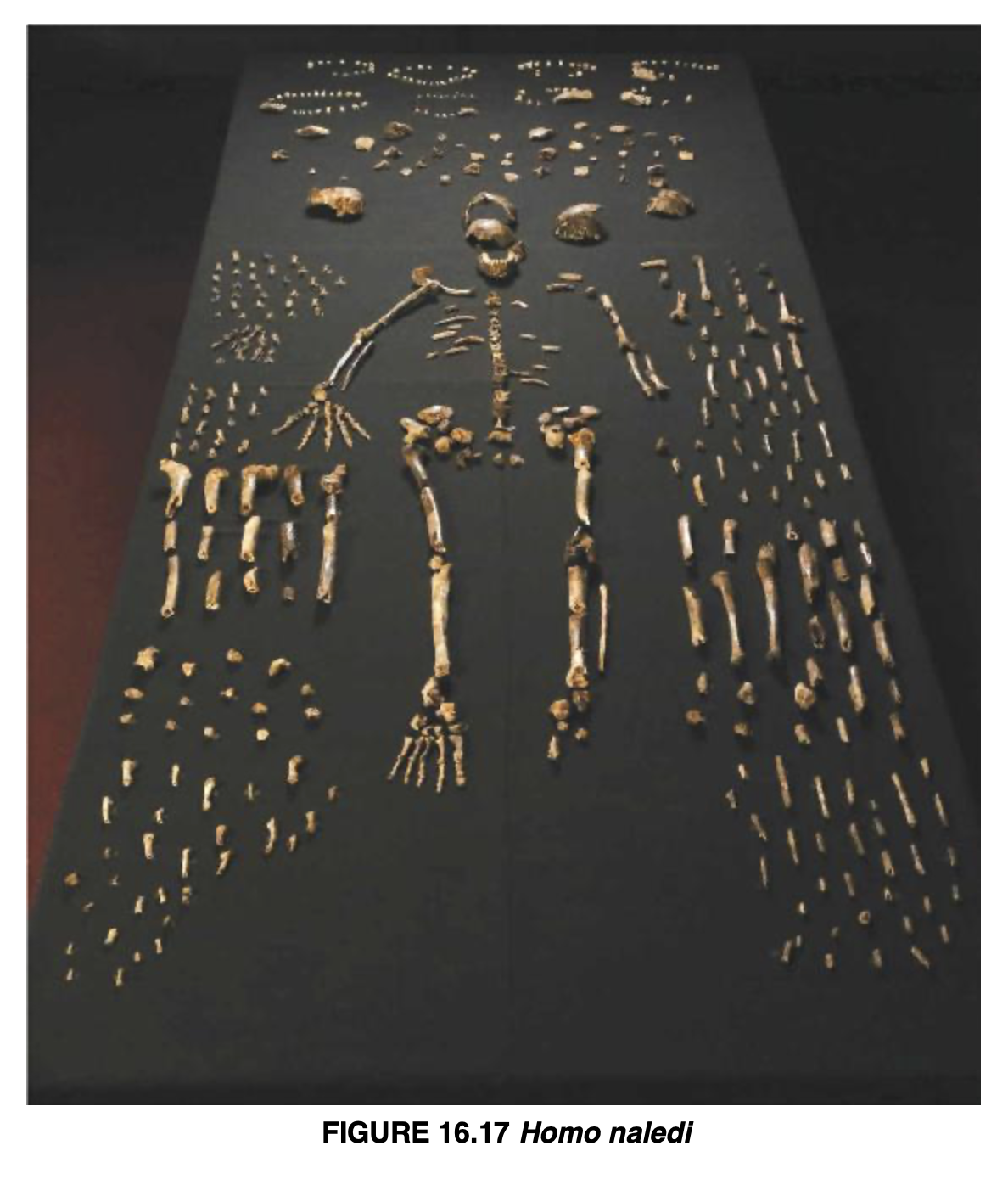 <p>Homo naledi</p>