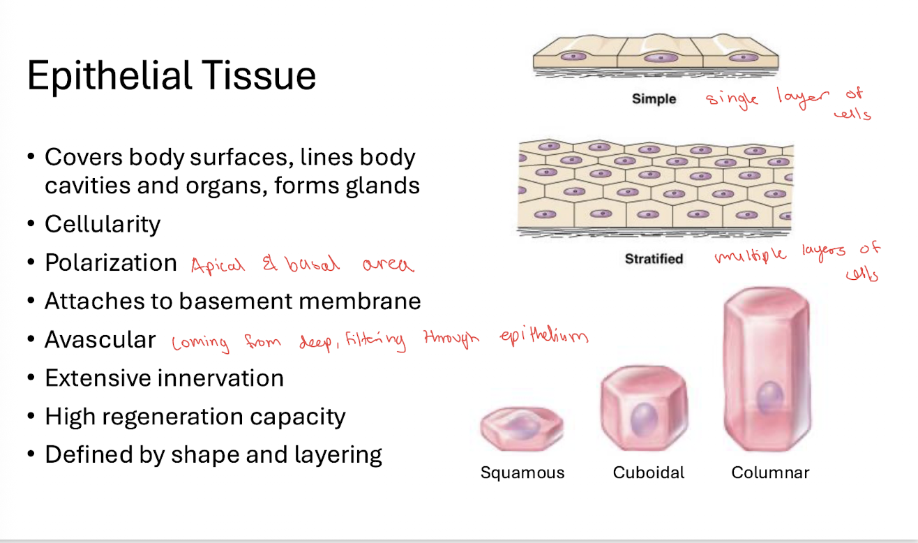 <p>The tissue appears multilayered, but <strong>every cell contacts the basement membrane</strong>.</p>