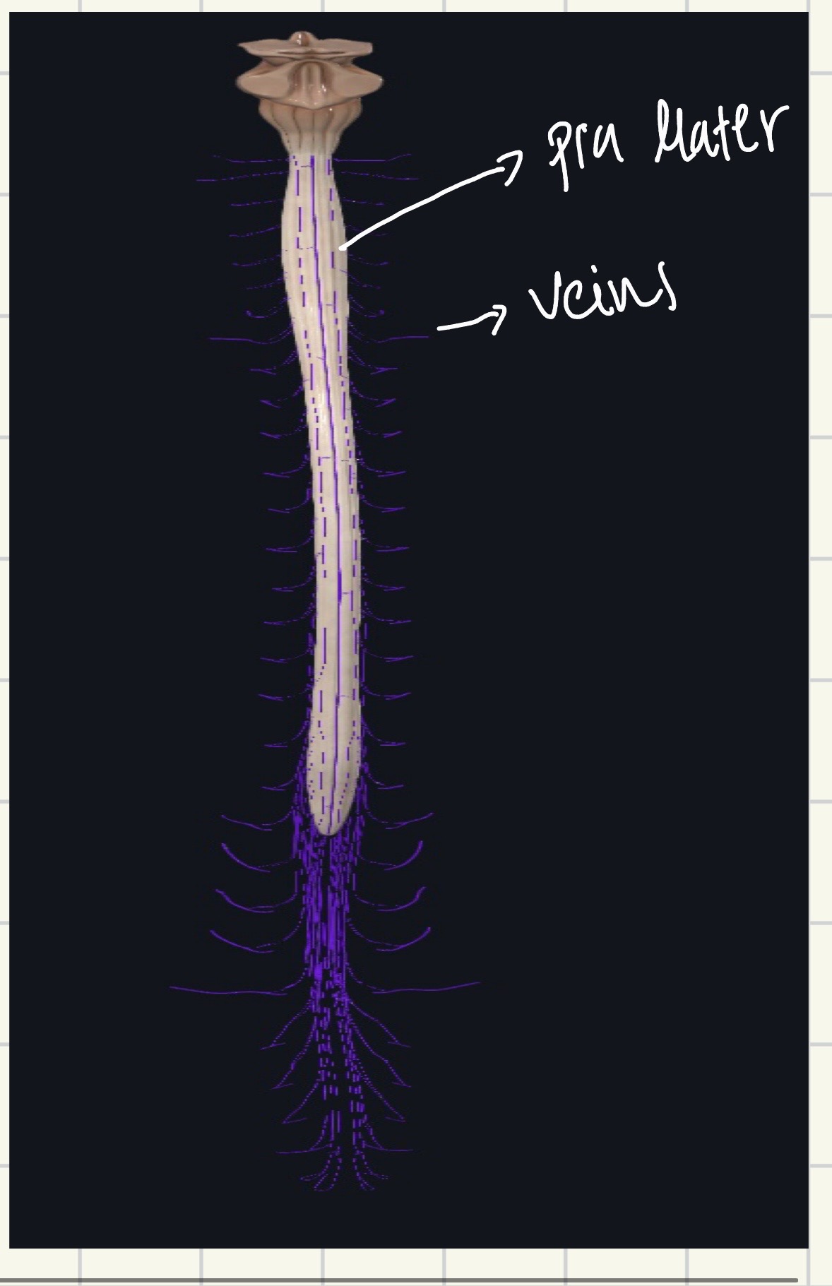 <p>At the level of the pia mater, forming a venous plexus.</p>