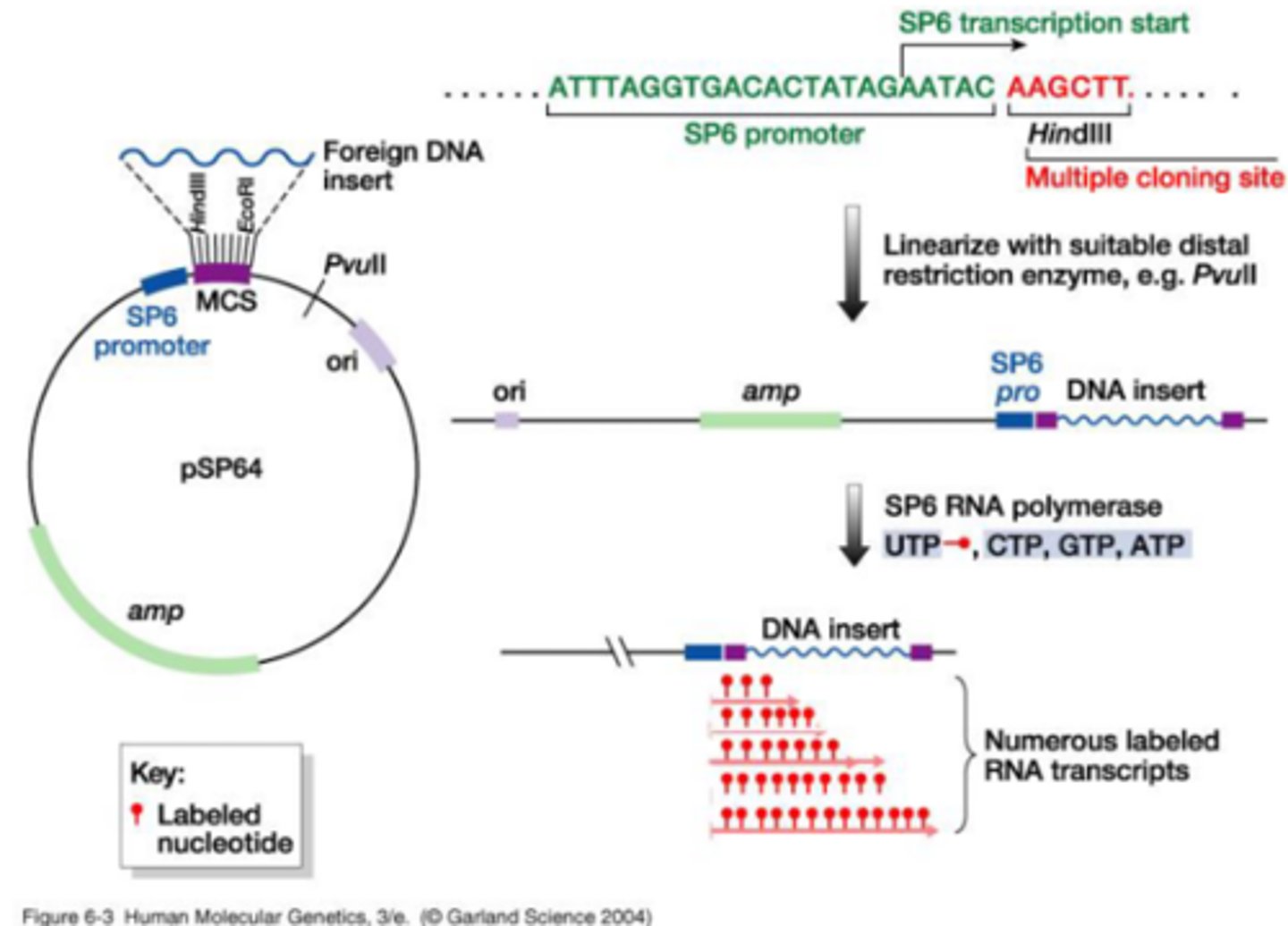 <p>make a new strand in form of RNA - linearize strand to make vector flat/ linear, then add RNA polymerase</p>