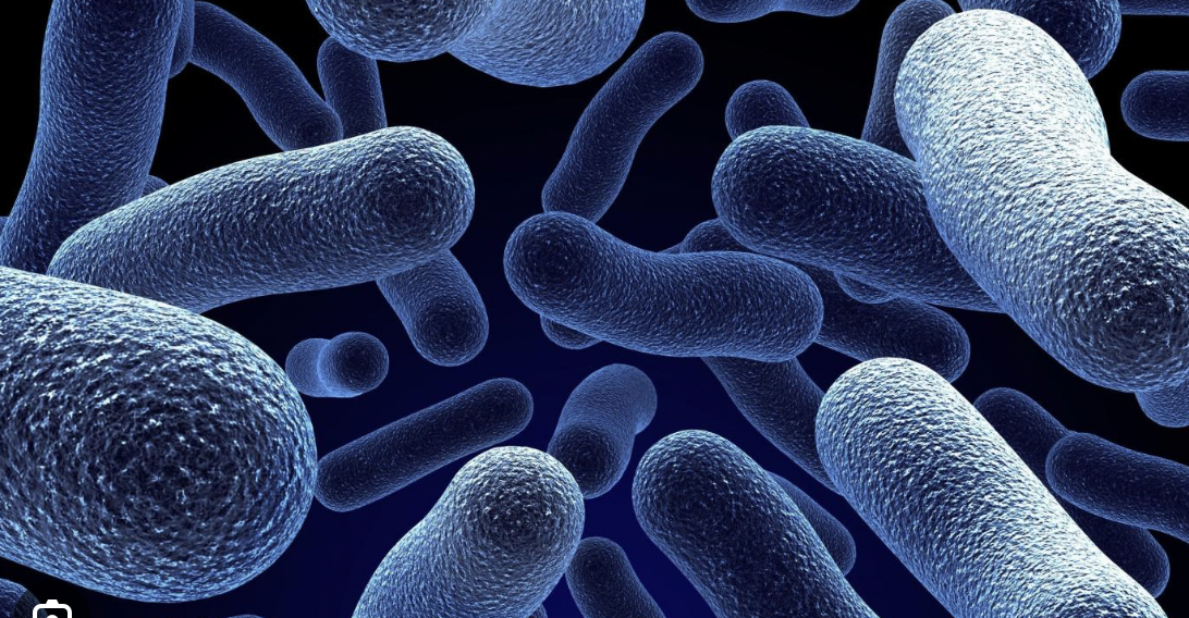 <p>The bacterial shape of the cells in the scanning electron micrograph shown in figure 1.1 would best be described as _____</p>