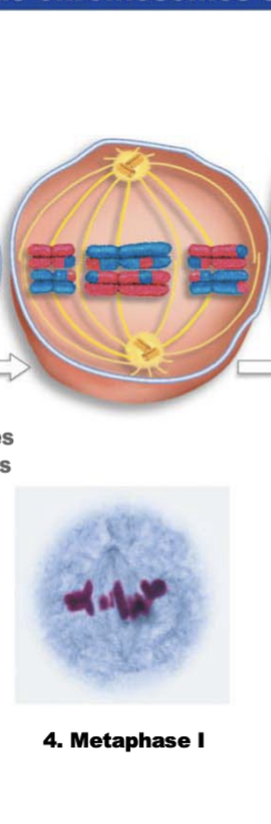 <p>homologous chromosome pairs line up at the metaphase plate</p><p>randomly (independent assortment)</p>