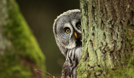 <p>The owl is _____ the tree</p>