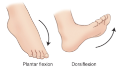 <p>Movement that bends the foot upward at the ankle.</p>