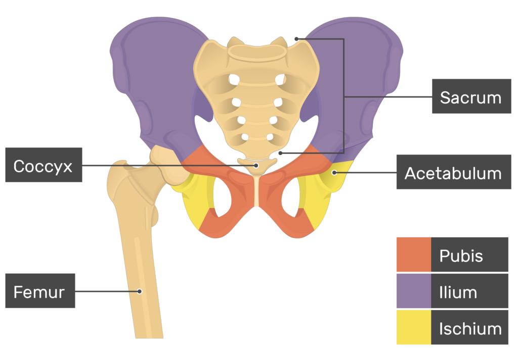 <p>Ilium</p>