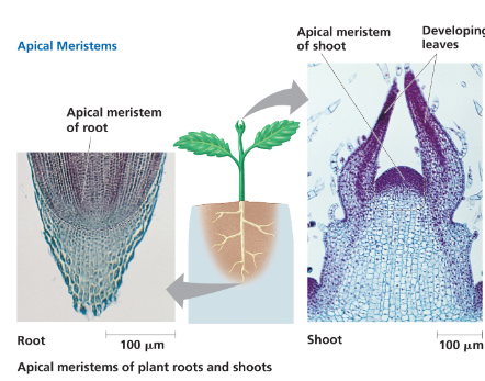 <ul><li><p>Shoot apical meristem (SAM). Primary growth in the axial direction. All plant parts above ground come from this.</p></li><li><p>Root apical meristem (RAM). Cells are protected by the root capule. All below ground structures come from this part.</p></li><li><p>Localized regions of cell growth</p></li><li><p>Cell divisions produce new tissues</p></li><li><p>Populations of pluripotent stem cells</p></li><li><p>Primary growth <br><br>Plants sustain growth in apical meristems. Meristems make the plant!</p></li></ul><p></p>