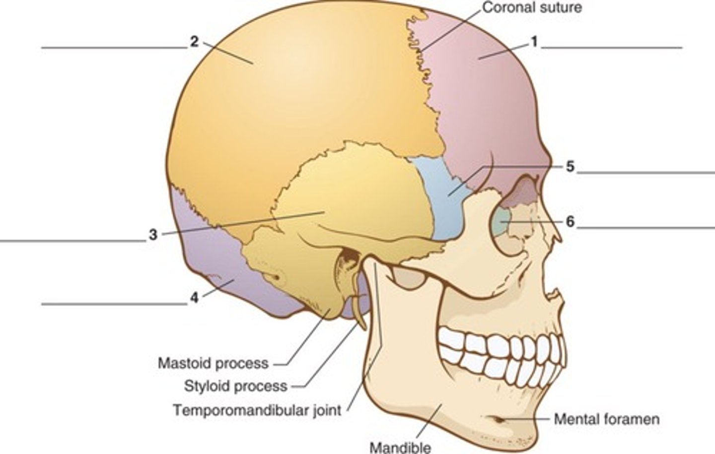 <p>Large cells that function to reabsorb or digest bone tissue.</p>