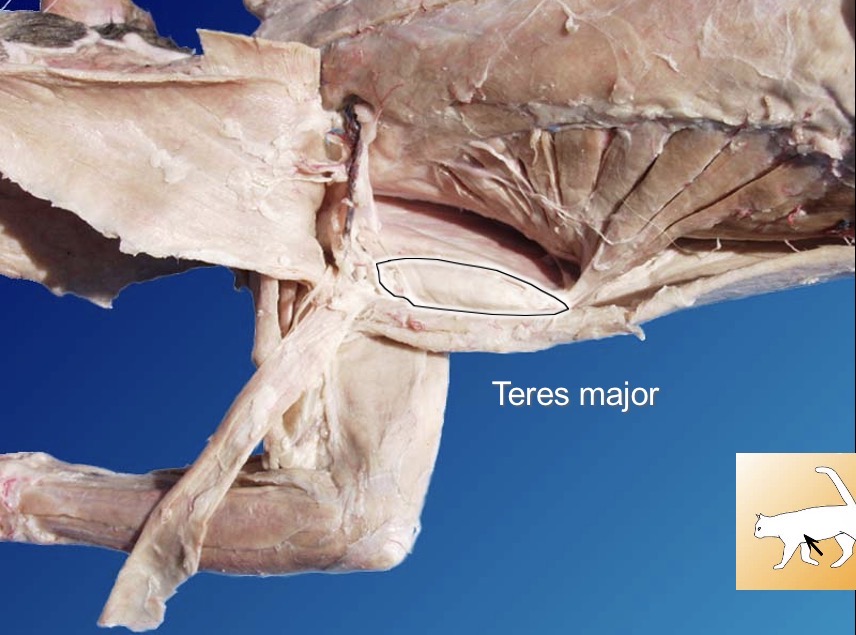 <p>Teres major</p><p>action: medial rotation of the humerus</p><p>s: subscapularis</p><p>a: infraspinatus</p>