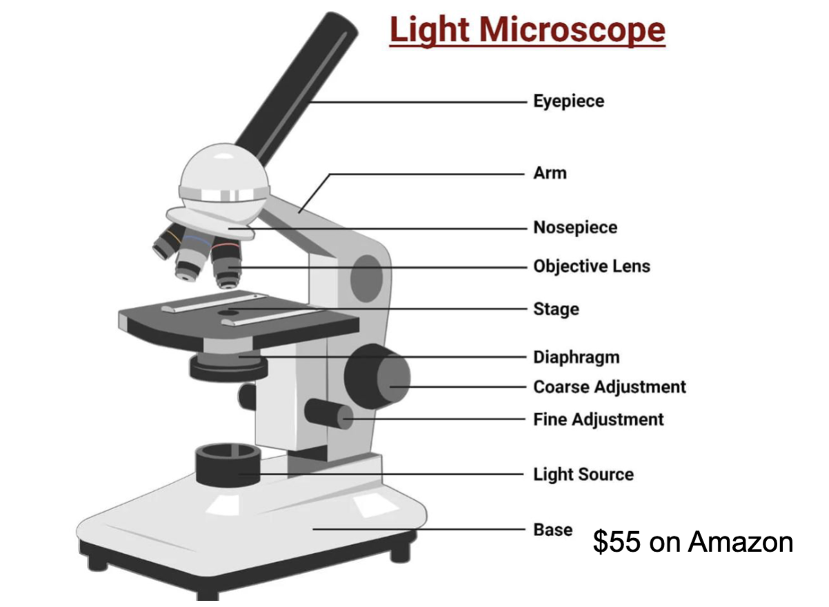 <ul><li><p>lower magnification</p></li></ul><ul><li><p>uses light beams to view images</p></li><li><p>can view live specimens</p></li></ul><p></p>