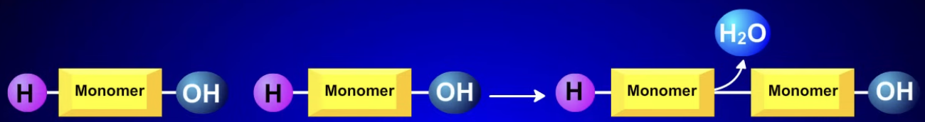 <p>how biological monomers combine</p><ul><li><p>each monomer has hydrogen (H) and hydroxyl (OH)</p></li><li><p>during rxn, hydrogen is removed from one monomer and hydroxyl from the other. they combine to make water and the bond links the two monomers</p></li><li><p>water is released</p></li></ul><p></p>