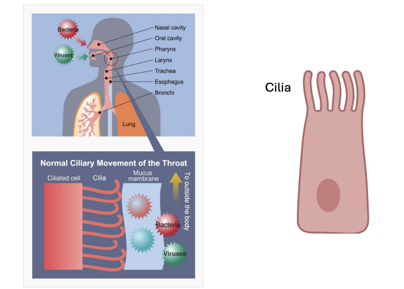 <p>Cilia beating our mucus up to our throat through wave like movements!</p>