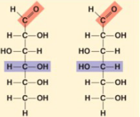 <p>glucose + galactose</p>