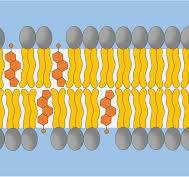 <p>Cholesterol helps to <span data-name="sparkles" data-type="emoji">✨</span>improve membrane impermeability<span data-name="sparkles" data-type="emoji">✨</span>, by preventing <mark data-color="#00788f" style="background-color: rgb(0, 120, 143); color: inherit;">leakage of the small molecules. </mark></p>