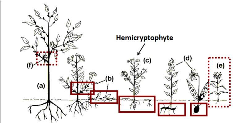 <p><strong><u>Salt Marsh Plant Adaptations</u></strong></p><ul><li><p><span style="font-family: "Comic Sans MS";">Species divided based on morphologies</span></p><ul><li><p><span style="background-color: yellow; font-family: "Comic Sans MS"; color: rgb(14, 1, 1);">Hemicryptophytes=</span></p></li></ul></li></ul><p></p>
