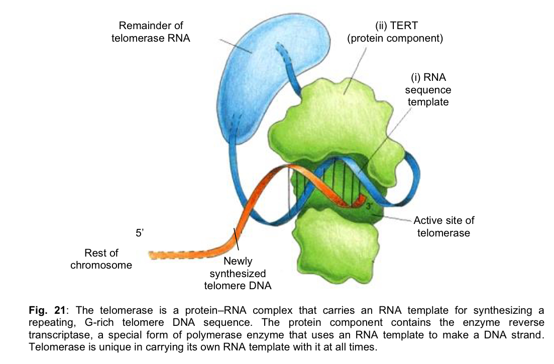 <ol><li><p><mark data-color="yellow" style="background-color: yellow; color: inherit;">Telomere length cannot be maintained by normal DNA replication</mark> </p></li></ol><ul><li><p>it can be maintained by the enzyme <strong>telomerase</strong> </p></li></ul><p>2. <mark data-color="blue" style="background-color: blue; color: inherit;">Telomerase does NOT prevent the end replication problem</mark>; it does not stop the shortening of chromosomal ends during replication </p><ul><li><p>it only <strong>lengthens</strong> and thereby <strong>maintains</strong>, the chromosomal ends <strong>after</strong> the end replication problem has occurred </p></li></ul><p></p><p>Characteristics of telomerase </p><ol><li><p>Telomerase generally found only in <strong>stem cells, germline cells and cancer cells </strong></p></li><li><p>Telomerase is a <strong>ribonucleoprotein</strong> (protein-RNA) complex that is made up of 2 components - <strong>RNA sequence template &amp; protein component </strong></p></li><li><p>In mammals, the <strong>RNA</strong> sequence template has the sequence 3’ AAUCCC 5’, which is <strong>complementary</strong> to the<strong> telomere repeat sequence </strong>5’ TTAGGG 3’ </p></li></ol><ul><li><p>RNA template sequence will act as the <u>template for the insertion of the deoxyribonucleotide sequence, 5’ TTAGGG 3</u>’, onto the existing 3’ overhang strand end of the telomeres, effectively <u>lengthening the overhang </u></p></li></ul><ol start="4"><li><p><strong>Protein</strong> component of telomerase is known as <strong>TERT</strong> (telomere reverse transcriptase) </p></li></ol><ul><li><p>TERT is a<u> reverse transcriptase enzyme </u>that provides the <u>catalytic action to synthesise DNA from an RNA template</u> </p></li></ul><p></p>