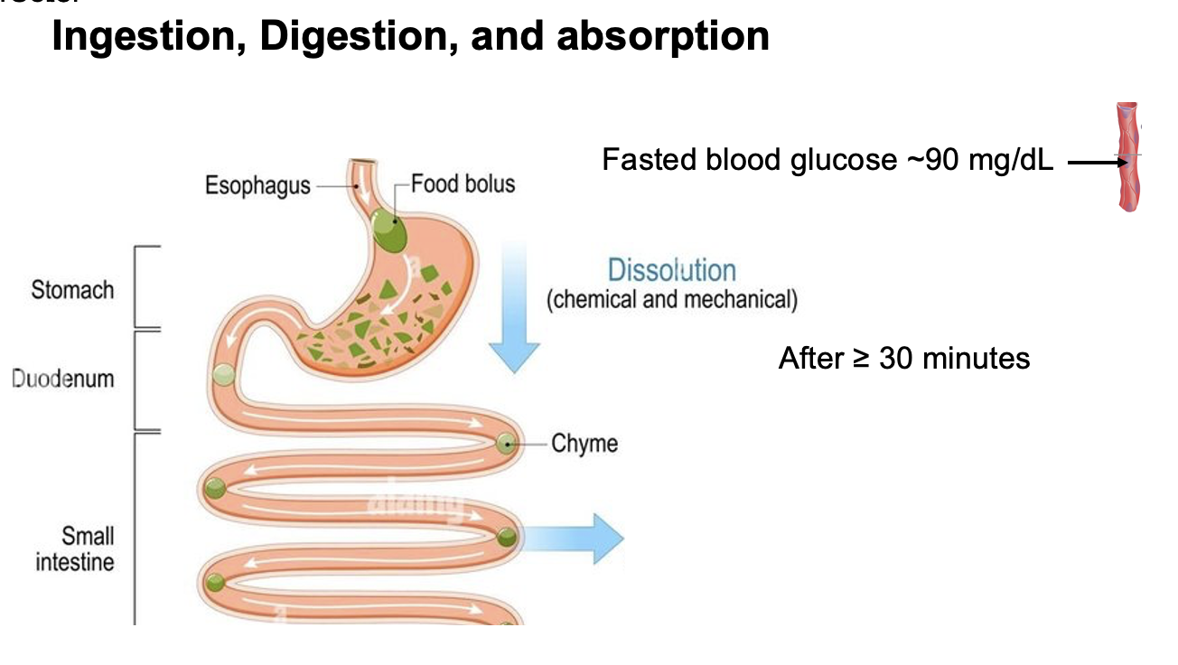 <ul><li><p>After digestion, <strong>carbohydrates, proteins, and fats are absorbed in the small intestine</strong>, primarily in the <strong>jejunum and ileum</strong>.</p></li><li><p>About <strong>30 minutes after eating</strong>, <strong>blood glucose levels increase significantly</strong> due to the absorption of glucose from digested carbohydrates into the bloodstream.</p></li></ul><p></p>