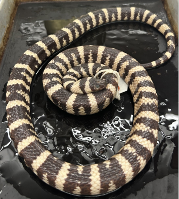 <p>What species is this</p>