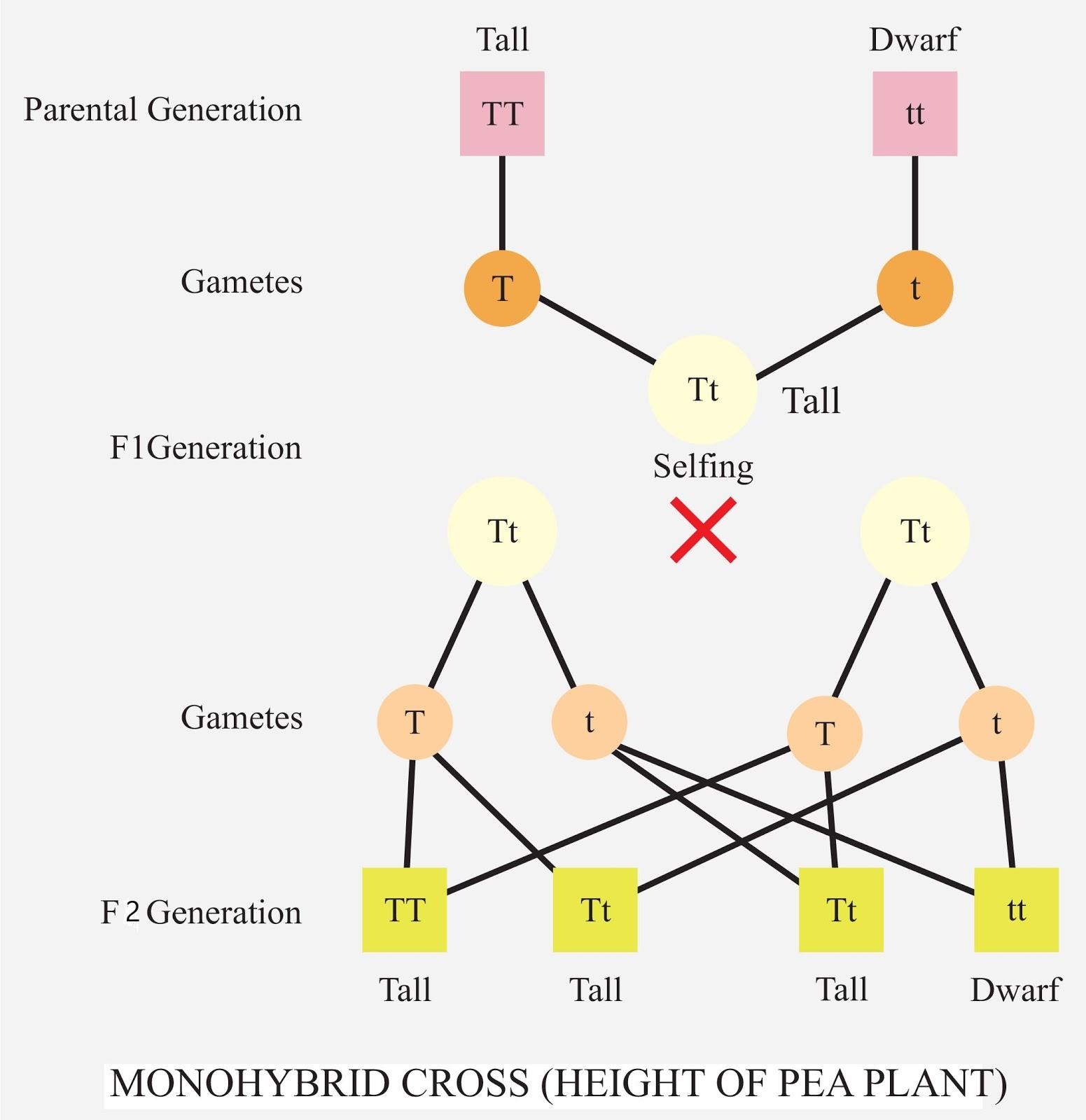 <p><span>Type of cross involving organisms heterozygous for ONLY 1 specific trait or gene.</span></p><p><span>Pure breeding P generation crossed this way lead to F2:</span></p><ul><li><p><span>Genotype ratio of 1 : 2 : 1 (hmzg dom : htzg : hmzg rec)</span></p></li><li><p><span>Phenotype ratio of 3 : 1 (dom : rec).</span></p></li></ul><p></p>