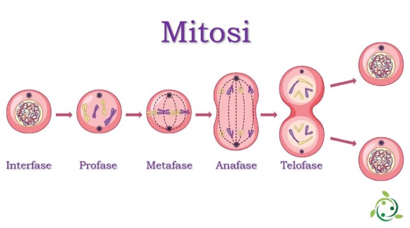 <p>The process of cell division that results in two identical daughter cells, allowing for growth and repair of tissues.</p>