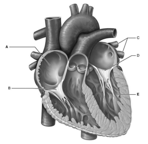 <p>A</p>
