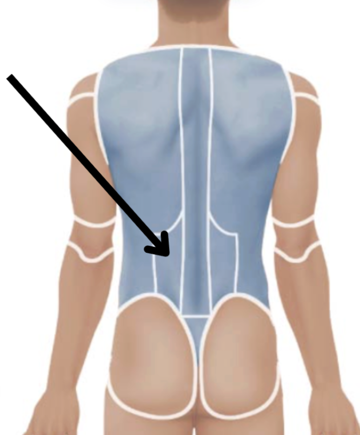 <p>Medical term, region, anteiror/posterior?</p>