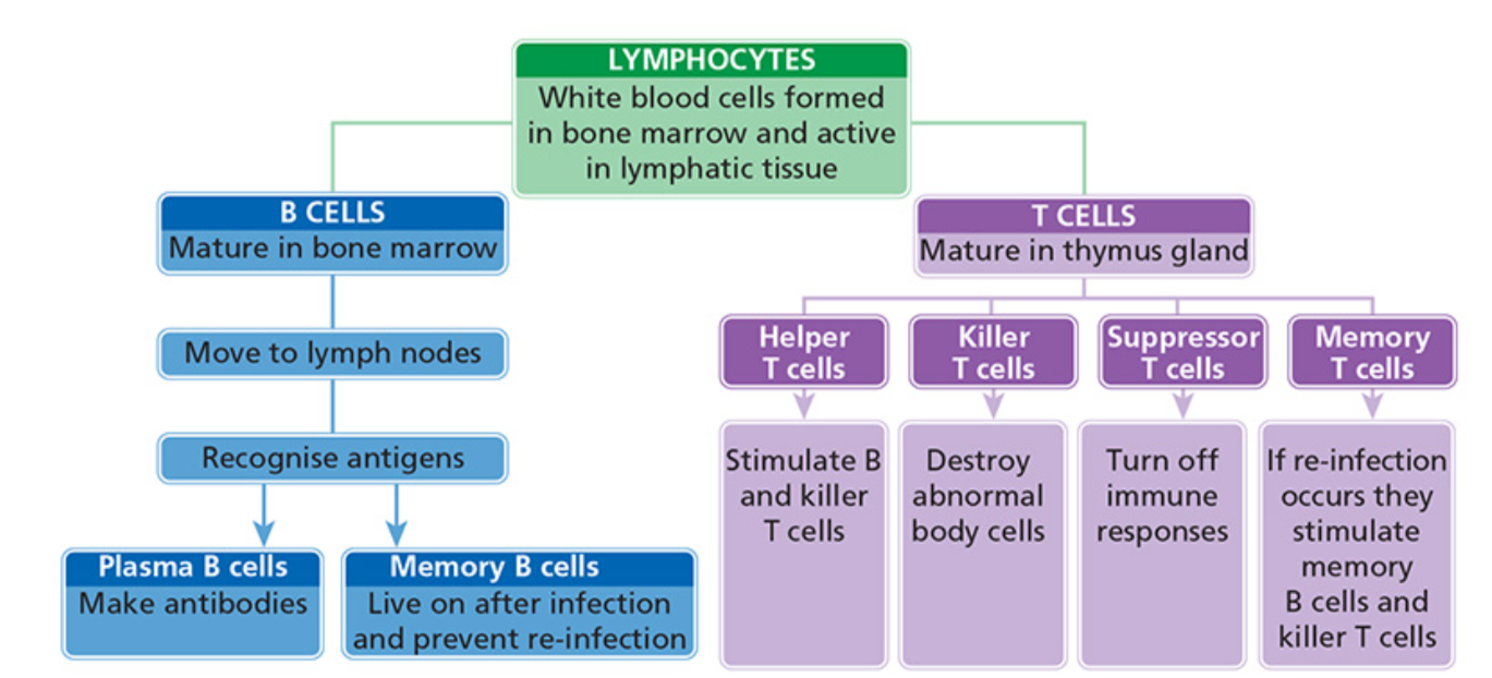 <ul><li><p>B lymphocytes/B cells</p></li><li><p>T lymphocytes/T cells</p></li></ul><p></p>