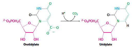 <p>OMP → UMP</p><p>Rate acceleration 10^17</p>