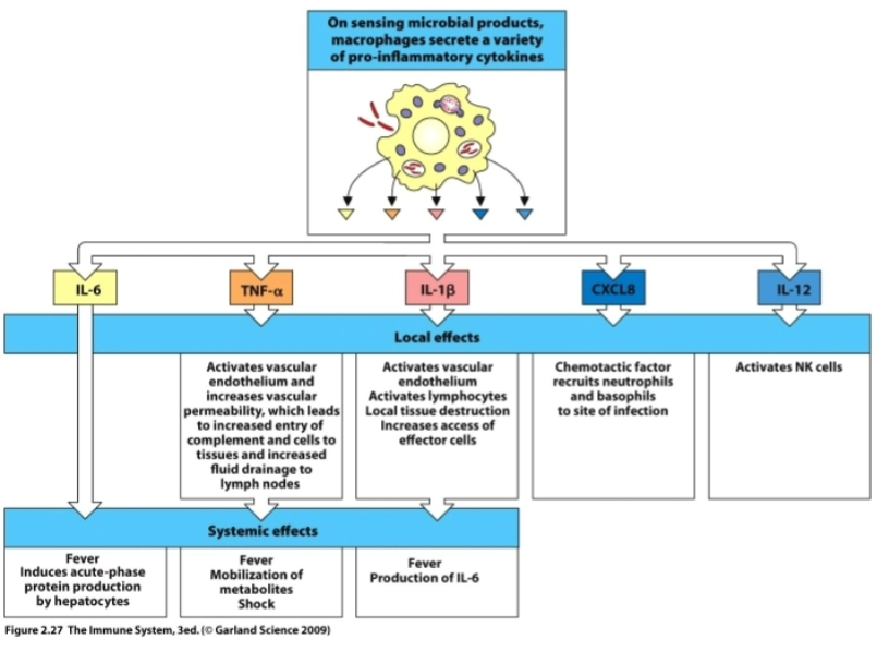 <p>1. IL-6 (Interleukine-6)</p><ul><li><p><strong>Local effects:</strong> IL-6 heeft milde lokale effecten die bijdragen aan de activering van immuuncellen ter plaatse.</p></li><li><p><strong>Systemic effects (Heel belangrijk!):</strong> IL-6 reist direct via de bloedbaan naar de lever. Daar dwingt het de levercellen (<strong>hepatocytes</strong>) om massaal <strong>acute-fase-eiwitten</strong> (zoals CRP en fibrinogeen) te produceren om de infectie te bestrijden. Daarnaast reist het naar de hersenen om <strong>koorts</strong> (<em>fever</em>) op te wekken.</p></li></ul><p></p><p>2. TNF-<span>alpha</span> (Tumor Necrose Factor-alpha)</p><ul><li><p><strong>Local effects:</strong> Dit is een ontzettend krachtige ontstekingsstof. Het activeert de binnenwand van de lokale bloedvaten (<strong>vascular endothelium</strong>) en maakt ze lek (<strong>increases vascular permeability</strong>). Hierdoor kunnen complementeiwitten en witte bloedcellen makkelijk het weefsel in, en stroomt er extra vloeistof naar de lymfeklieren (<em>fluid drainage</em>) om de afweer te starten.</p></li><li><p><strong>Systemic effects:</strong> TNF-<span>$\alpha$</span> wekt ook <strong>koorts</strong> op en mobiliseert energievoorraden (<em>mobilization of metabolites</em>). <strong>Klinische waarschuwing:</strong> Als er té veel TNF-<span>$\alpha$</span> in de bloedbaan terechtkomt (bij een systemische sepsis), gaan bloedvaten overal in het lichaam tegelijk wijd openstaan en lekken. Dit leidt tot een levensgevaarlijke bloeddrukval: een <strong>shock</strong>.</p></li></ul><p></p><p>3. IL-1 beta (Interleukine-1 beta)</p><ul><li><p><strong>Local effects:</strong> Werkt nauw samen met TNF-<span>$\alpha$</span>. Het activeert ook de bloedvatwand en stimuleert lokale lymfocyten. Het zorgt voor een beetje lokale weefselbeschadiging (<em>local tissue destruction</em>) zodat immuuncellen er fysiek makkelijker doorheen kunnen om bij de bacteriën te komen.</p></li><li><p><strong>Systemic effects:</strong> Veroorzaakt ook <strong>koorts</strong> en stimuleert de aanmaak van nóg meer IL-6.</p></li></ul><p></p><p>4. CXCL8 (Ook wel bekend als Interleukine-8 / IL-8)</p><ul><li><p><strong>Local effects:</strong> Dit is een <strong>chemotactische factor</strong> (een chemisch spoorzoeker-eiwit). Het verspreidt zich vanaf de infectieplek. Neutrofielen en basofielen (snelle vechtcellen in het bloed) ruiken dit spoor en kruipen er direct naartoe (<strong>recruits neutrophils and basophils to site of infection</strong>).</p></li><li><p><strong>Systemic effects:</strong> Geen. CXCL8 werkt puur lokaal als een richtingaanwijzer voor hulptroepen.</p></li></ul><p></p><p>5. IL-12 (Interleukine-12)</p><ul><li><p><strong>Local effects:</strong> Dit cytokine activeert specifiek de <strong>NK-cellen</strong> (Natural Killer cells) en stimuleert ze om te gaan vechten, wat met name cruciaal is bij virusinfecties en intracellulaire bacteriën.</p></li><li><p><strong>Systemic effects:</strong> Geen directe grote systemische effecten op deze dia.</p></li></ul><p></p>