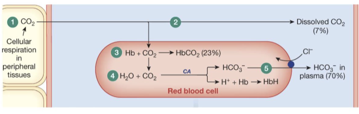 <ol><li><p>CO2 diffuses out of the cells into systemic capillaries</p></li><li><p>only 7% of the CO2 remains dissolved in plasma</p></li><li><p>nearly a fourth of the CO2 binds to hemoglobin, forming carbaminohemoglobin</p></li><li><p>70% of the CO2 load is converted to bicarbonate and H+ (hemoglobin buffers H+)</p></li><li><p>HCO3- enters the plasma in exchange for Cl- (the chloride shift)</p></li></ol><p></p>