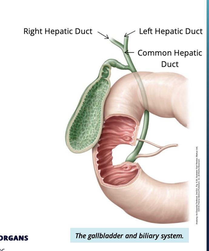 <ul><li><p>2 parts: </p><ul><li><p> left + right hepatic ducts each coming from left or right lobe respectively </p></li></ul></li><li><p>drain bile into the common hepatic duct </p></li></ul><p></p>