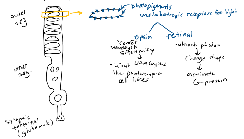 <ul><li><p>outer segment (contains lamella, which contains photopigments)</p></li><li><p>inner segment (contains nucleus)</p></li><li><p>synaptic terminal (releases glutamate to cells, bipolar &amp; horizontal)</p></li></ul><p></p>