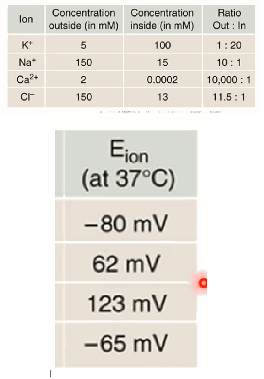 <p>K+ ≈ −80 mV (out 5 mM : in 100 mM); Na+ ≈ +62 mV (out 150 : in 15); Ca2+ ≈ +123 mV (out 2 : in 0.0002); Cl− ≈ −65 mV (out 150 : in 13).</p>