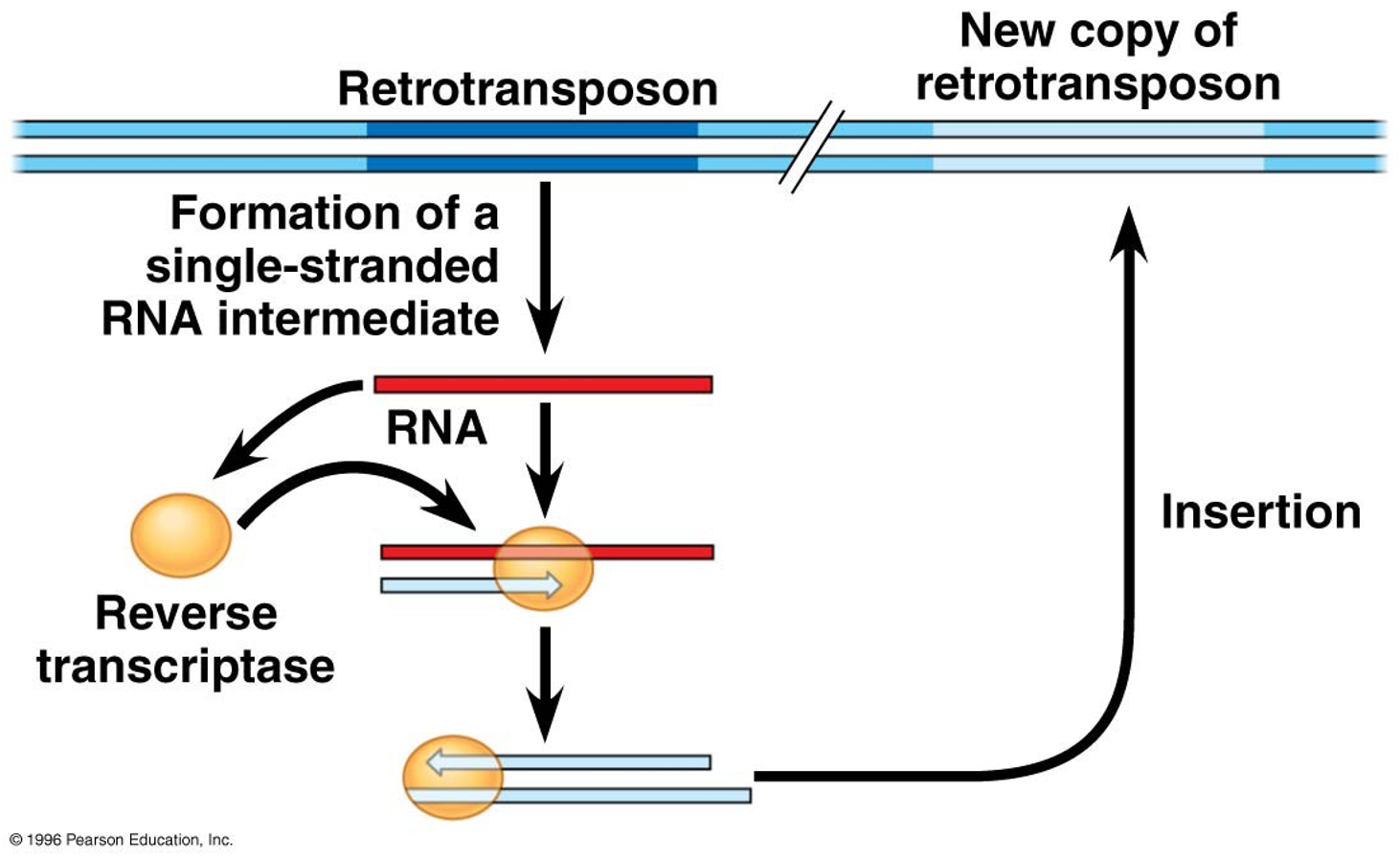 <p><span><span>Retrotransposons are eukaryotic transposable elements that move using an RNA intermediate and always leave a copy behind.</span></span></p>