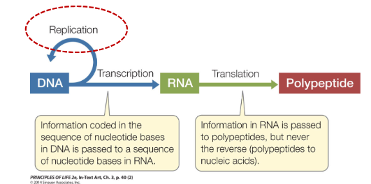 <p>The proteins expressed by an organism determine most of the phenotype, the observable properties of an organism</p>