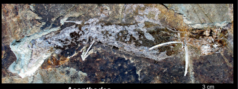 <ul><li><p>lower permian </p></li><li><p>EU, Germany </p></li></ul><p></p>