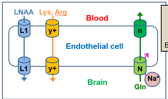 <ul><li><p>L1 (Leucine-preferred) transporter </p><ul><li><p>moves large neutral amino acids (LNAAs) → brain </p><ul><li><p>(Leu, Val, Ile, His, Phe, Tyr, Trp, Met, Thr).</p></li></ul></li></ul></li><li><p>y+ transporter:</p><ul><li><p> moves cationic amino acids → brain</p><ul><li><p>(Lys, Arg) </p></li></ul></li></ul></li><li><p> Na+-dependent transport</p><ul><li><p>Glutamine (Gln) leaves the brain ECF </p></li></ul></li></ul><p></p>