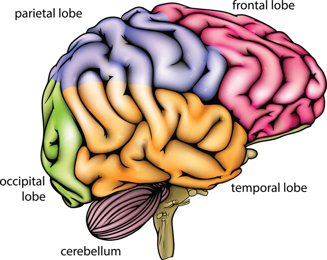 <p><span>Occipital lobe</span></p>