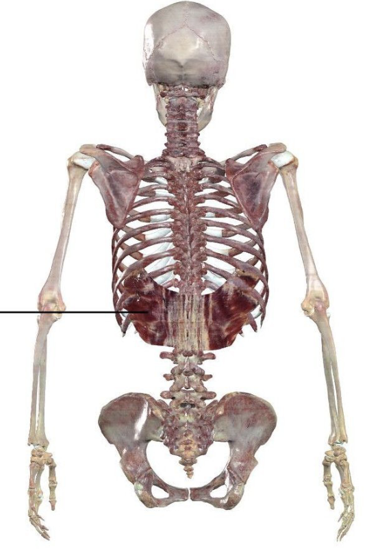 <p>Quadrilateral shaped muscle of the lower back</p><ul><li><p>Has extensions that give the muscle its serrated appearance</p></li></ul><p>Primary function: Stabilizes the trunk</p><p>Secondary function: assists in retracting the rib cage</p>