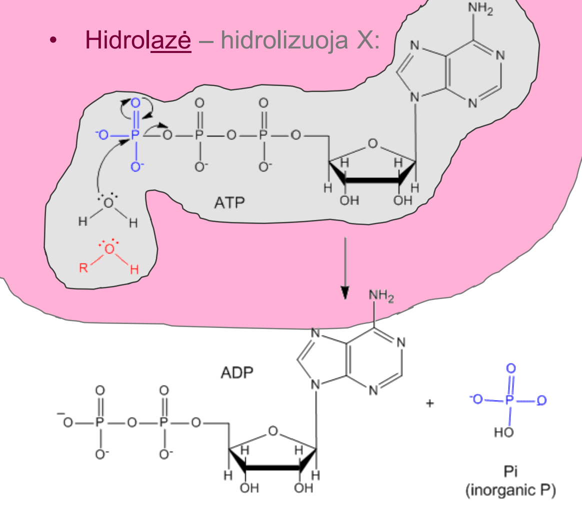 <p>Hidrolizuoja X.</p><p>• ATPazė – hidrolizuoja ATP </p><p>• Lipazė – hidrolizuoja lipidus • Ir tt.</p>