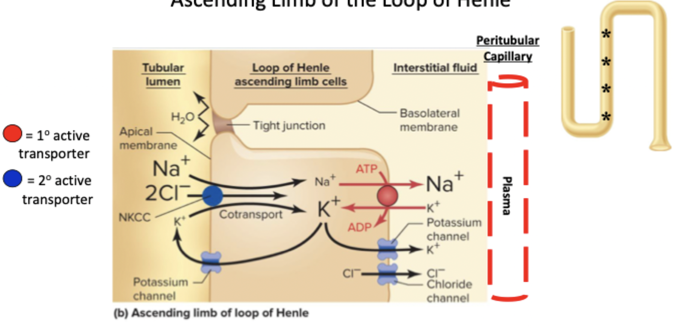 <p>Na+/K+ ATPase takes Na+ out to capillary, creates gradient</p><p>Na+ comes in through NKCC channel</p><ul><li><p>Basolateral needs K+ and Cl- channels</p></li><li><p>Apical needs K+ channel</p></li></ul><p></p>