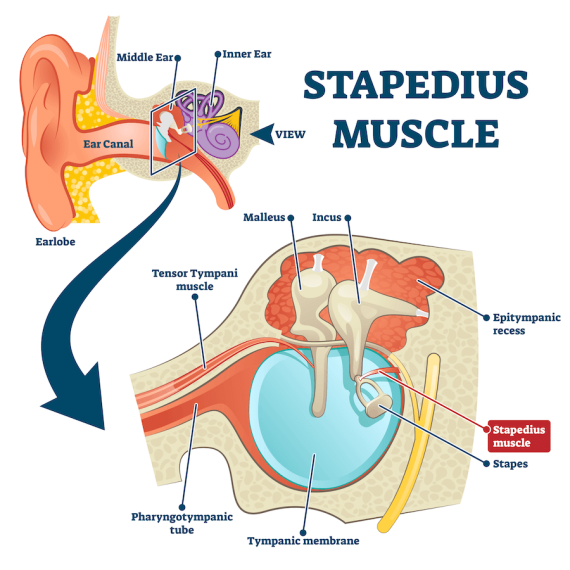 <p>protect the ossicles (ear bones) against loud noises. The tensor tympani protects the malleus and the stapedius protects the stapes. </p>