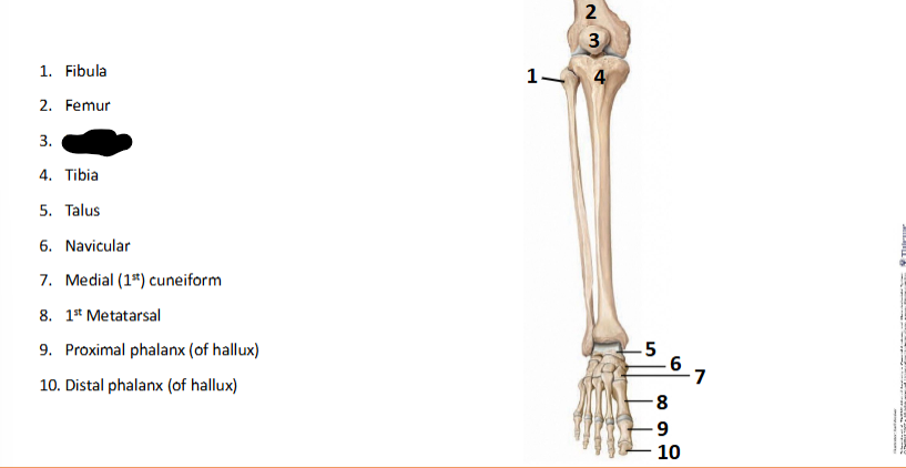 <p>What bone landmark is this within the <strong>Lower-Appendicular Skeleton? (Leg - Foot)</strong></p>