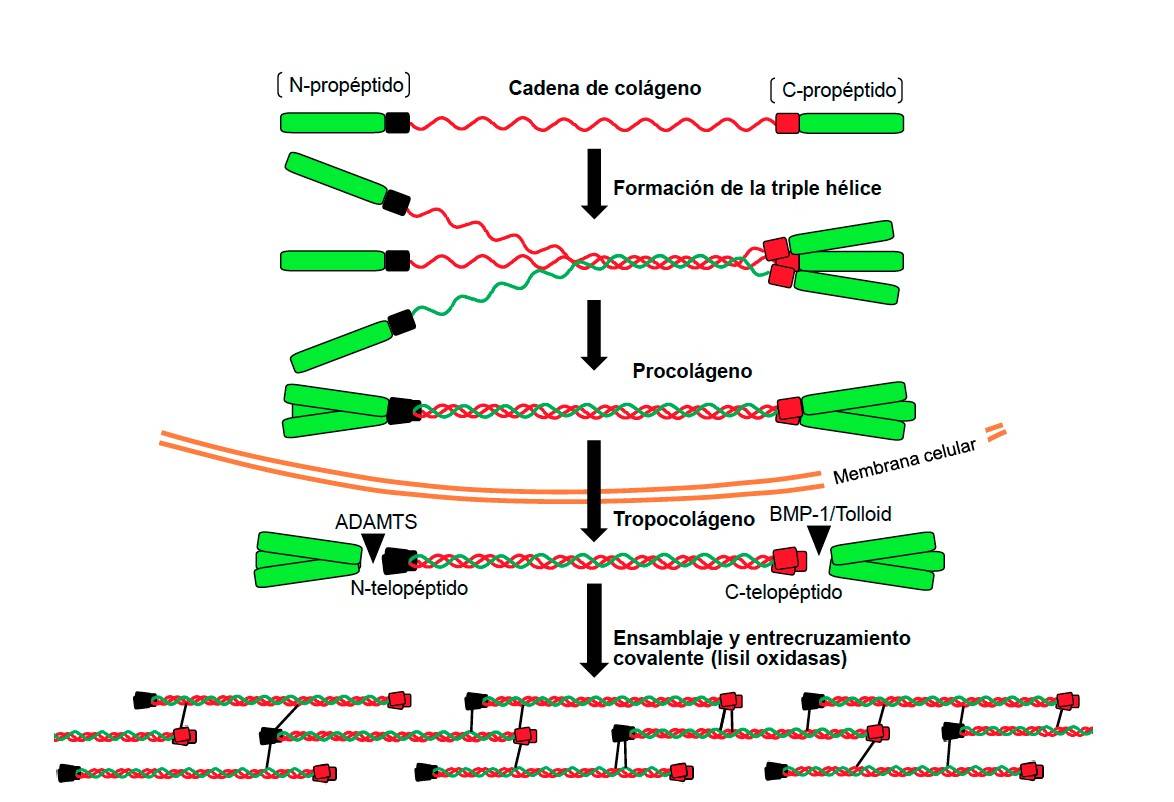<p><strong>BIOSÍNTESIS DE COLÁGENO</strong></p>