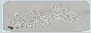<p>What are these?</p>