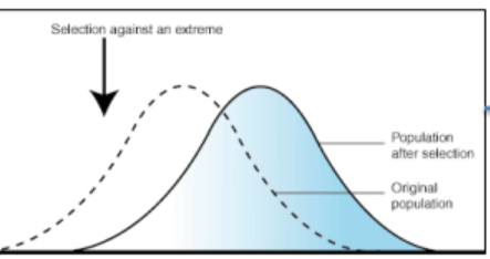 <p>a mode of natural selection where individuals with an extreme phenotype at one end of the spectrum are favored, causing the population's trait distribution to shift toward that extreme over time. This process <strong>reduces genetic diversity</strong> by favoring advantageous alleles, often driven by environmental changes like climate shifts or new predators, resulting in evolutionary adaptation. </p>