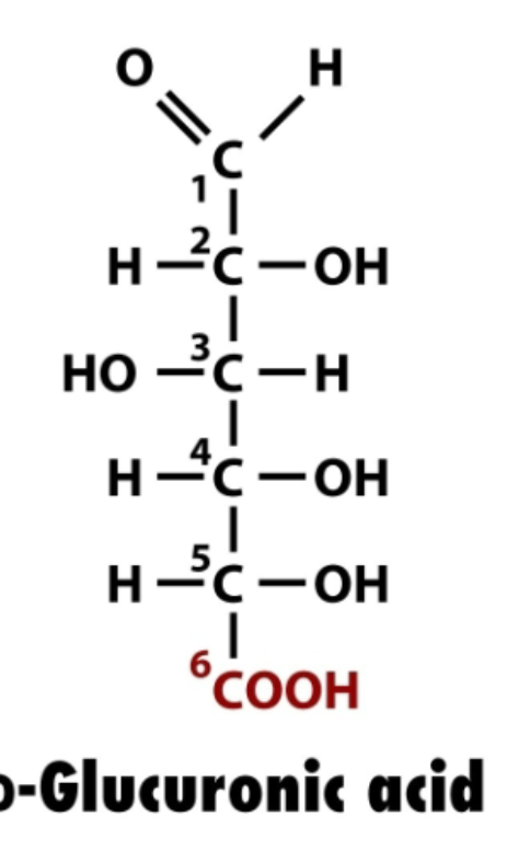 <p>primary alchol oxidized to carboxylic acid (bottom CH2OH C6) to COOH</p>