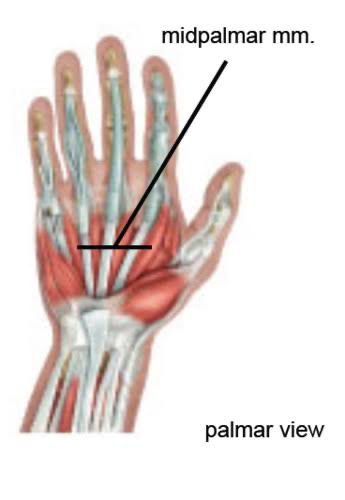 <p>midpalmar muscles</p>