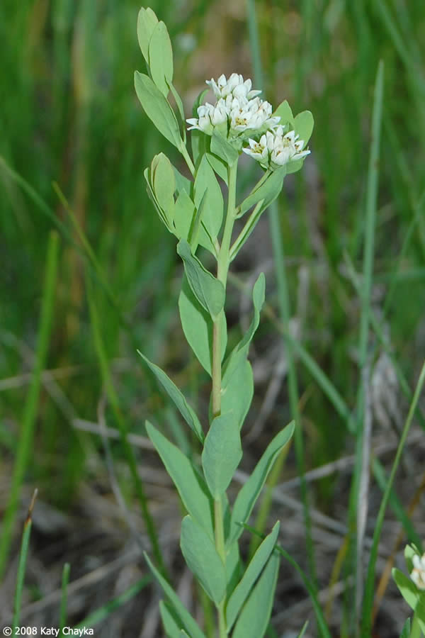 <p>hemiparasitic, alternating leaves, ground cover</p>
